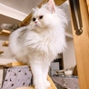 穏やかで優しく美しいオットアイのチンチラ♂ポッター サムネイル7