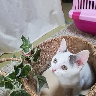 女の子らしい可愛い性格の白猫フォルちゃん！