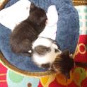 1/12こねこまつり参加。小さな兄弟子猫