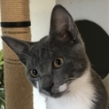 かわいいグレーソックスくん