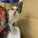 三毛猫♀