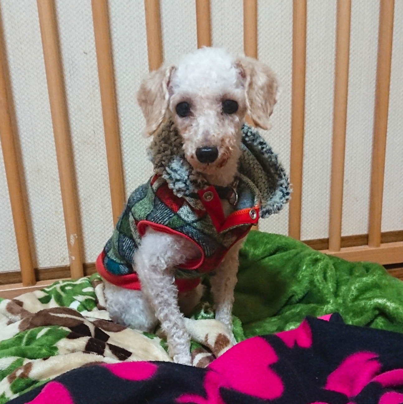 トイプードル オス４歳 静岡県 犬の里親募集 ペットのおうち 月間利用者150万人