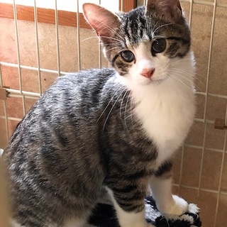 好奇心旺盛で元気いっぱいの男の子　シュレック君