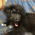 MIX犬の里親募集シェルティ×プードル