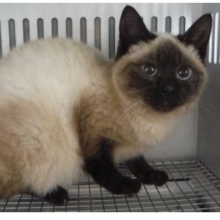 里親様に迎えられました♀299