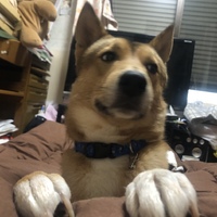 ロン