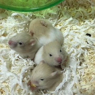 ハムスター赤ちゃん  ゴールデン