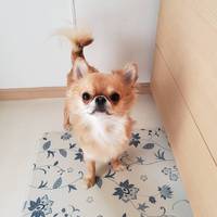 豆吉