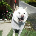 北海道犬〜手招きします〜