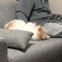 ミヌエットとベンガル