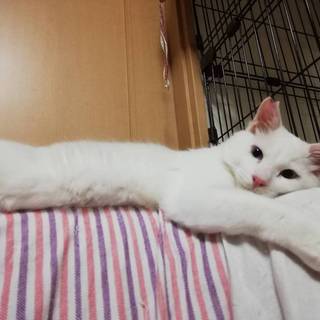 トライアル決定！ブルーアイのフサフサ♩ちゅり