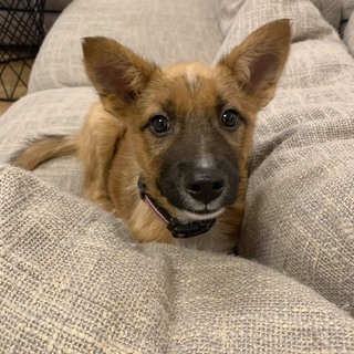 ちょっとビビリな子犬ちゃん