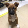ちょっとビビリな子犬ちゃん サムネイル2