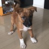 ちょっとビビリな子犬ちゃん サムネイル3