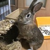 保護うさぎ(温泉うさぎ)ロレッタちゃん サムネイル2