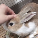 ミニウサギの男の子