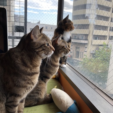 新入りの心橙（三毛猫）も仲良く並んで！