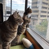 新入りの心橙（三毛猫）も仲良く並んで！