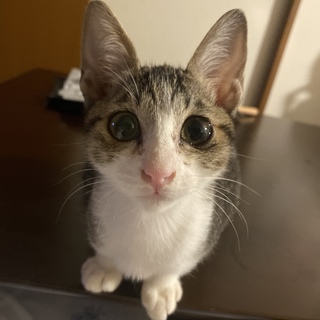 急募!!小柄な猫ちゃん