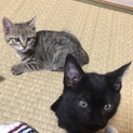 3ヶ月の子猫２匹