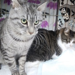 ねこねこ里親会 in 茨城土浦（つくば）