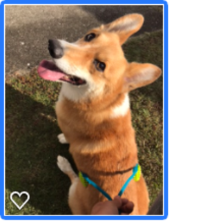 ゆづる君の里親募集！