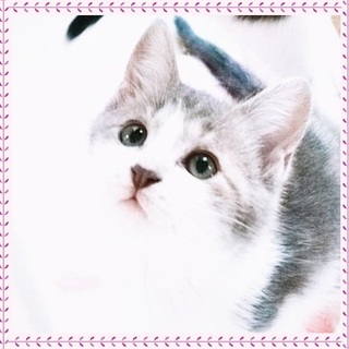 【12/22譲渡会】お転婆ガールのベビちゃん