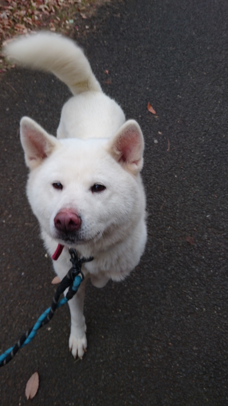 白秋田犬 元気で甘えん坊 埼玉県 犬の里親募集 ペットのおうち 月間利用者150万人