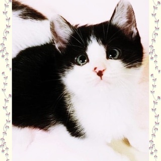 【12/22譲渡会】キョトン顔のポヨくん