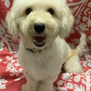 やんちゃ坊主のポムくん