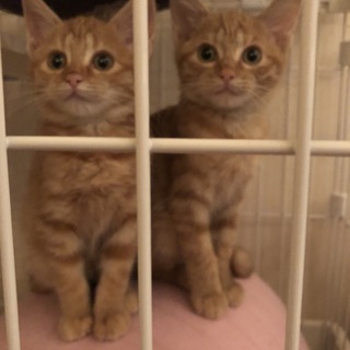 あまえんぼうの美少女ペア　明るい茶トラちゃん