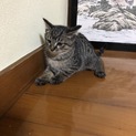 子猫里親募集 父猫スコティッシュ
