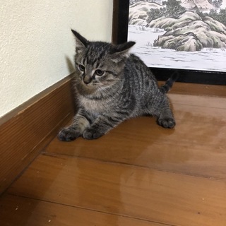 子猫里親募集 父猫スコティッシュ