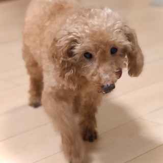 シニアですが健康。おとなしく人が大好きです