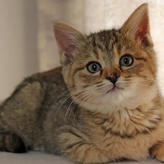 フォトジェニックなヤシカちゃん