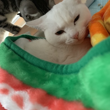 毛布でぬくぬく