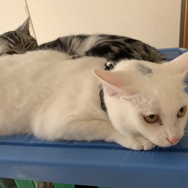 3日目にして先住猫と寄り添って寝れます