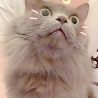 ソフィア