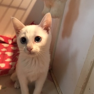 ［エイズキャリア］白猫の女の子♪