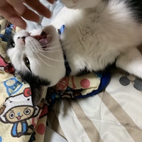 こまゆ