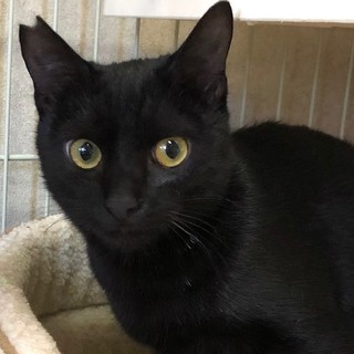 ちょっとビビりな甘えんぼの女の子　ポッキーちゃん