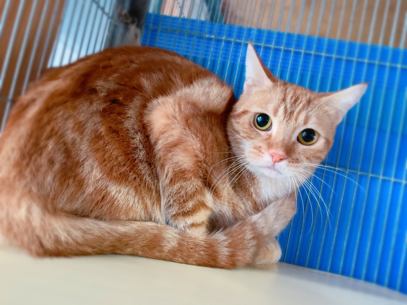 アメリカンショートヘア 佐賀県 猫の里親募集 ペットのおうち 月間利用者150万人 アメリカンショートヘア 佐賀県 猫の里親募集 ペットのおうち 月間利用者150万人