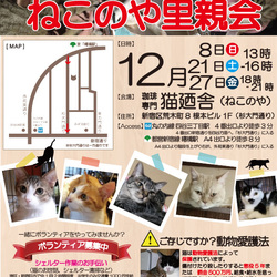 １２月２１日(土)　四谷猫廼舎　里親会（ボランティア募集中）