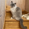 多頭飼い飼い主様入院の為、里親さま募集のラグドール