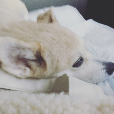 もうすぐ我が家に来て一年になります
