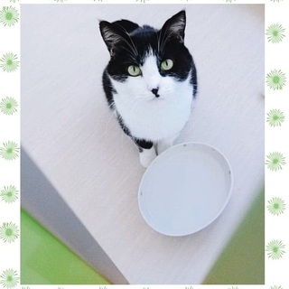 【12/22譲渡会】優しい仔！きっしゅくん