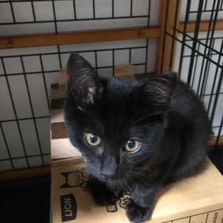 ちびっこ黒豆、じゅうくん、里親さん決定！