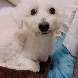 究極の甘えん坊！プードルMixの男の子。