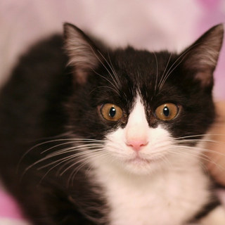 トライアル中のため募集一時停止中☆みくもちゃん