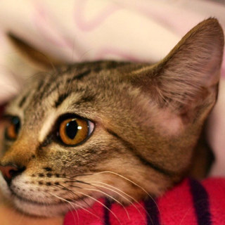 トライアル中のため募集一時停止☆ミントくん